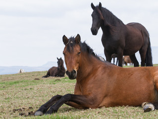Fototapeta premium horses in field 
