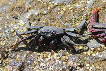 TIERE_2360_rote_Klippenkrabbe