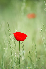 Unique lone red flower in green field