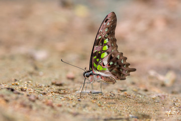 Beautiful butterfly