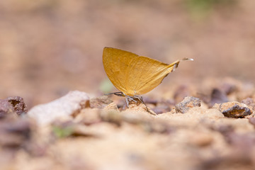 The Common Yamfly  butterfly