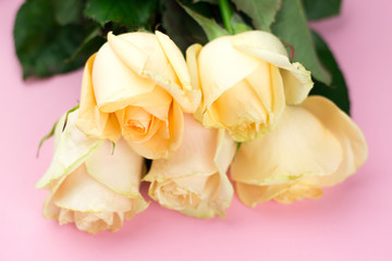 Bouquet of beige roses on pink background, top view, copy space. Mothers day. Valentines day