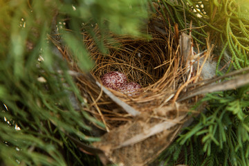 Bird nest with eggs on tree