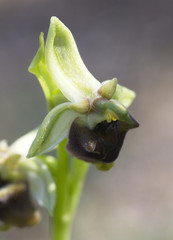Ophrys levantina, (orchid), Pegeia Forest, Paphos, Cyprus.