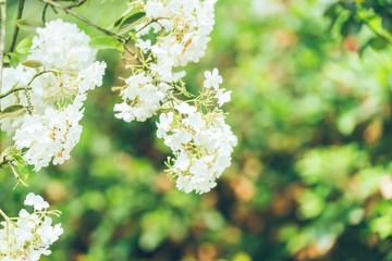 Close-Up Of White Hydrangea Flowers Blooming Outdoors,shot in Shanghai,China.