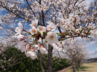 桜並木　青空　公園