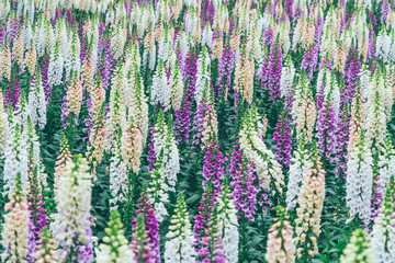 Lavender field in bloom,view of formal garden.