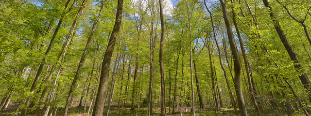 Obraz premium Banner mit Buchenwald im Frühling