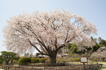 偕楽園の左近の桜