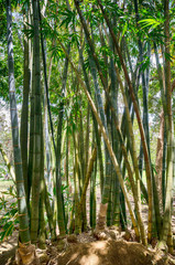 Pamplemousses botanical garden bamboo, Mauritius