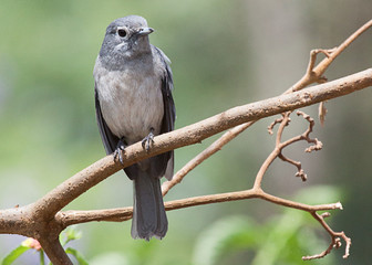 White-eyed slaty flycatcher