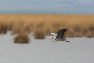 gray heron (Ardea cinerea) flying over water with reed