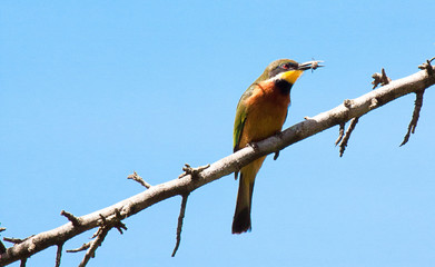 Bee-eater on branch wit hinsect in beak