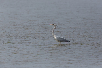 isolated gray heron (Ardea cinerea) standing in water