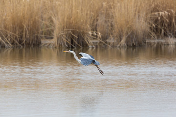 gray heron (Ardea cinerea) landing in water with reed