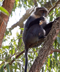Sykes' monkey in tree eating