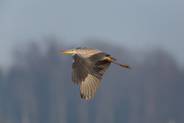 gray heron (Ardea cinerea) flying with forest and blue sky