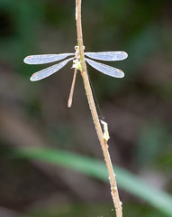 Dragonfly on plant stem