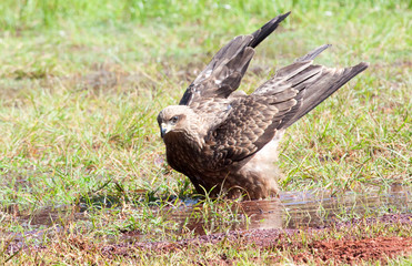 Black kite with wings rasied