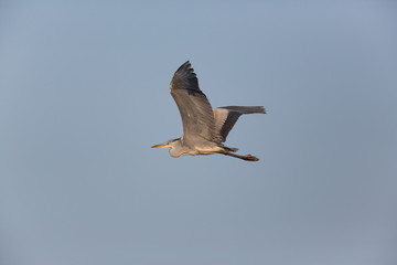 gray heron (Ardea cinerea) flying in blue sky