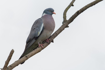 woodpigeon (Columba palumbus) sitting on branch with white background