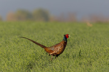 male pheasant (Phasianus colchicus) in meadow