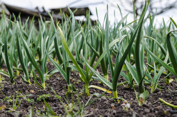 Garlic growing on the soil on the farm