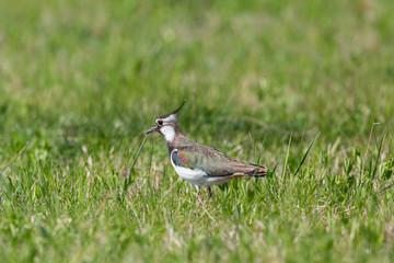 portrait of lapwing (Vanellus vanellus) standing in meadow