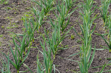 Garlic growing on the soil on the farm
