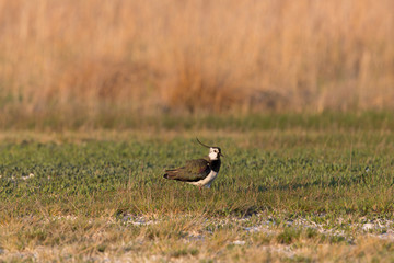 portrait of lapwing (Vanellus vanellus) standing in meadow