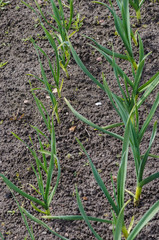 Garlic growing on the soil on the farm