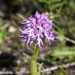 Naked Man Orchid (Orchis italica), Pegeia Forest, Paphos, Cyprus.