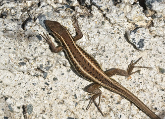 Snake-eyed Lizard, (Ophisops elegans), Paphos, Cyprus.