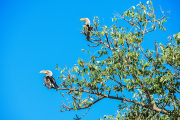 Red Billed Hornbill perched against blue sky, Kruger National Park