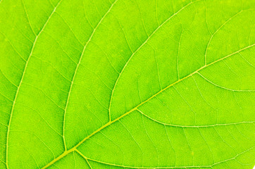 Naklejka na ściany i meble Leaf's Textures