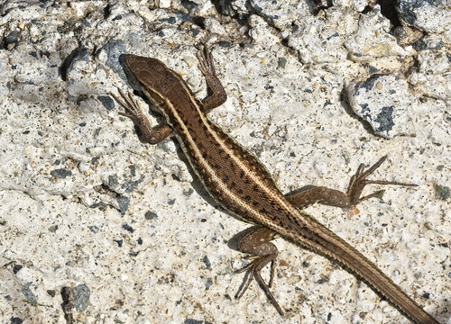 Snake-eyed Lizard, (Ophisops elegans), Paphos, Cyprus.