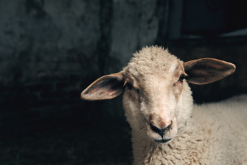 Sheep lamb in farm barn