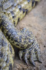 Fototapeta premium Nile crocodile (Crocodylus niloticus). Detail of rear leg and foot. KwaZulu Natal. South Africa