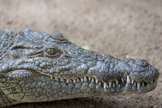 Nile crocodile (Crocodylus niloticus) portrait showing eye, ear and teeth. KwaZulu Natal. South Africa