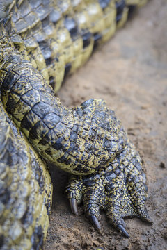 Nile crocodile (Crocodylus niloticus). Detail of rear leg and foot. KwaZulu Natal. South Africa