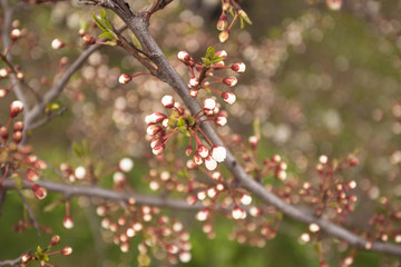 Fresh flowers tree twigs with blooming spring flowers
