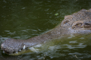 Slender-snouted crocodile (Mecistops cataphractus) from freshwater habitats in central and western Africa