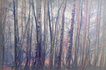 English woodland on a foggy misty morning