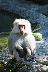 TIERE_2116_Affe_Mantelpavian