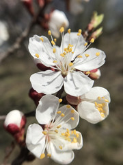 beautiful blossom trees in spring sunny day