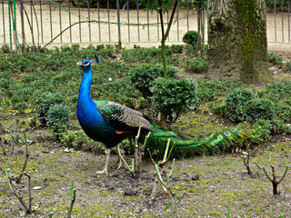 Fototapeta premium Peacock