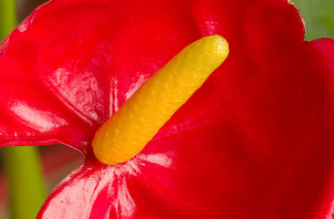 Anthurium flower. Anthurium  the largest genus of the arum family, Araceae. General common names...