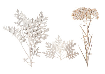 Set of wild dry pressed flowers and leaves