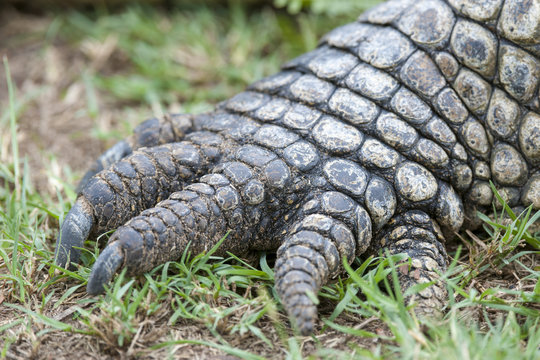 Nile crocodile (Crocodylus niloticus) detail of front foot. KwaZulu Natal. South Africa
