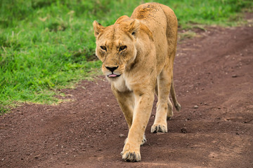 Closeup of lioness